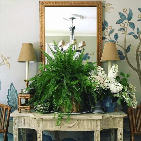Maura Endres instagram vignette with fern hydrangeas