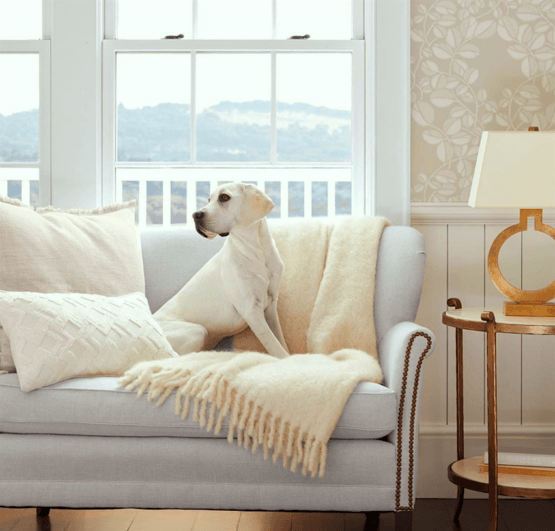 via @serenaandlily on instagram - pale living room - pale settee - cute doggie